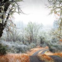 Fall Frost - Linda Rodgers